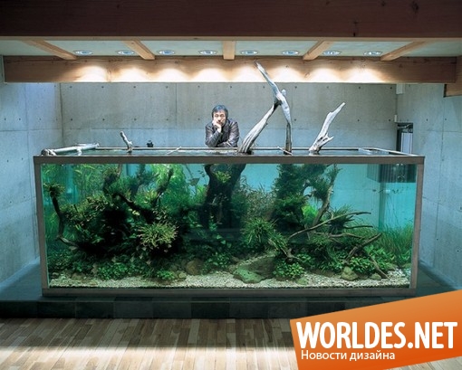 дизайн аквариумов, декоративный дизайн, акваскейпинг, красивые аквариумы, аквариумы Такаши Амано